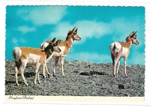 VTG Postcard - PRONGHORNS (ANTELOPE) - Imagen 1 de 2