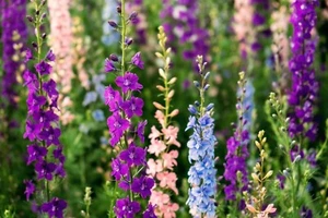 Larkspur Flower Seeds DELPHINIUM GIANT IMPERIAL MIX FLOWER SEEDS Cutflower Seeds - Picture 1 of 1