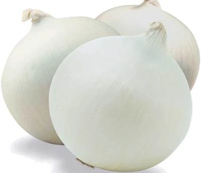 200 Graines de Gros Oignon Blanc Méthode BIO plante légumes ancien potager  - Photo 1/2