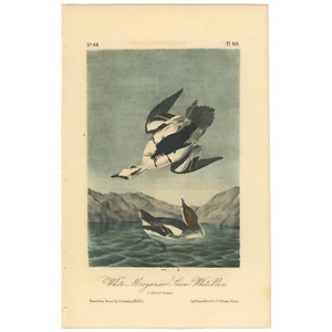 Audubon Birds Octavo 2nd Ed 1856 h/c Lithographie Pl 414 White Merganser Smew Nun - Bild 1 von 2