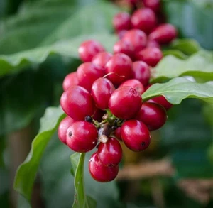 2000+ Excelsa Coffee Seedss (Coffea sp.) Coffee Bean - Picture 1 of 8