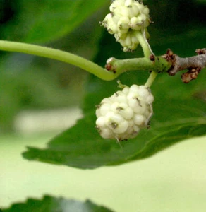 Weißer Maulbeerbaum 60-80cm - Morus alba - Bild 1 von 1