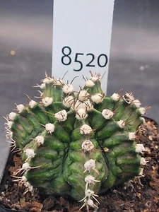 Gymnocalycium Mihanovichii TRex Cactus #8520 - Picture 1 of 4