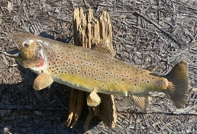 Taxidery de montaje en pared de madera a la deriva de trucha marrón de 15 pulgadas Foto 1 de 4