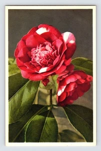 Postcard Camelia Red Flower Thor Gyger Stehli Series 1940s Unposted - Picture 1 of 2