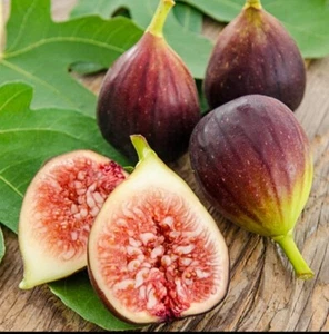 ** 1 Brown TURKEY FIG Cuttings ** Easy to Root - Picture 1 of 2