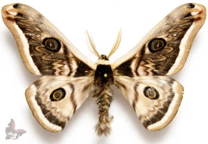 Saturnia pyretorum, MOUNTED, ACTUAL SPECIMEN - Picture 1 of 1