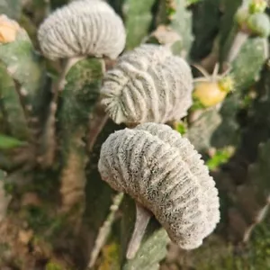 1 Stück Astrophytum myriostigma Cristata seltene Kakteen 202 - Bild 1 von 3