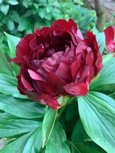 Peony Plant Root "John Harward " with 3-5 eyes (not seeds) - Picture 1 of 2