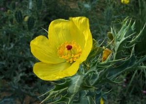 Argemone Mexicana 25 Seeds Mexican Yellow Prickly Poppy Perennial - Picture 1 of 4