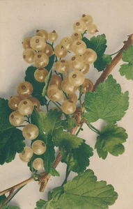 PC26719 Stachelbeeren - Bild 1 von 2