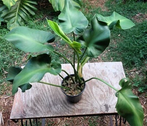 Philodendron rugosum aberrant Sow's Ear Pigskin Plant 5" Pot 14" Tall 24" Wide - Picture 1 of 8