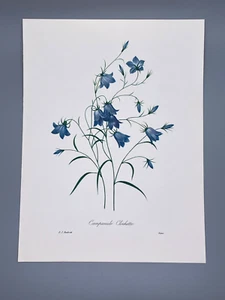 Vintage Flower Botanical Print 1940s Reproduction~Bellflower~ungerahmt~Redoute - Bild 1 von 4