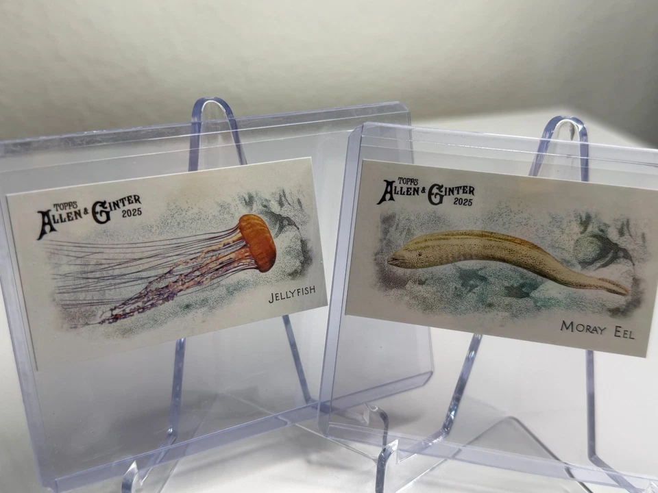 Mini insertos Allen & Ginter 50 peces Global Waters 2025 #FGW-1–50 • TÚ ELIGES Foto 1 de 1