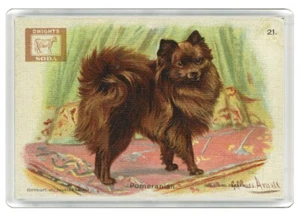 POMERANIAN VINTAGE STYLE SODA ADVERT DOG NOVELTY ACRYLIC FRIDGE MAGNET GIFT - Picture 1 of 1