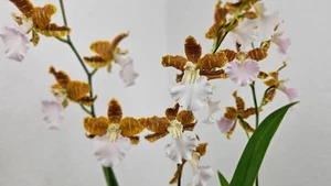 Orquídea Odontonia (Anneliesia candida x Lem. bictoniense v. alba), en flor - Imagen 1 de 2