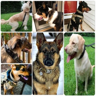 Outdoor Bungee Dogs Leash Military Police Training Heavy Duty Metal Buckle Black - Image 1 of 4