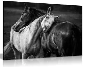 Black & White Horses Affection Framed Canvas Print Wall Art Home Decor - Picture 1 of 6