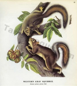 1968 John James & Woodhouse Audubon WESTERN GRAUES EICHHÖRNCHEN Buch Seite Kunst (1476) - Bild 1 von 1