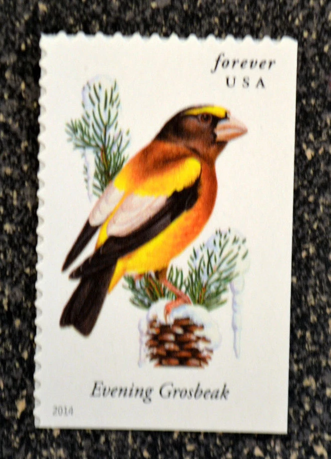 2014USA #4887 Forever Songbirds - Evening Grosbeak - Single From Booklet Mint - Image 1 of 1