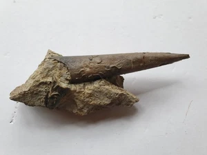 Super Megateuthis gigantea in situ - Bajocium - Belemnit - Sengenthal - Bild 1 von 13