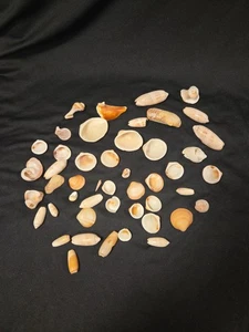 Muscheln verschiedene Arten und Größen 47 Stück Meer Küste Maritim Deko - Bild 1 von 9