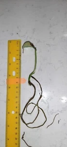 Money Plant Devils Ivy Pothos Epipremnum Aureum 10+cm Stem & Leaf & Giant Roots - Picture 1 of 3