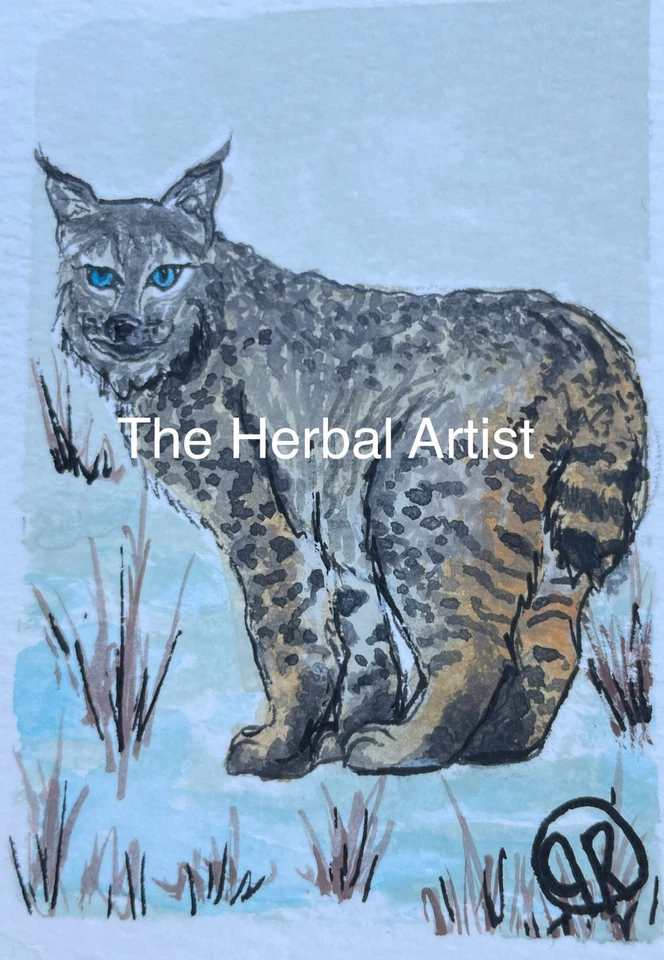 Pintura Acuarela Original ACEO Bobcat, Vida Silvestre N Naturaleza, Caza Grande Foto 1 de 1