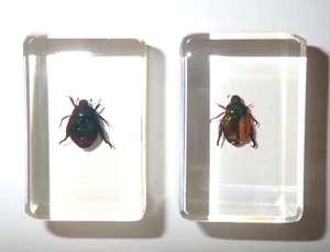 Blue Cockchafer & Golden Cockchafer Beetle Set 2 Clear small Resin Block TE1S2 - Picture 1 of 8