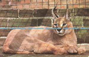 R682660 Colchester Zoo. Africa. Caracal Lynx. Fidelity Creative Printers