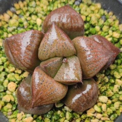 Haworthia Splendens Matcha 4cm diameter #d  - Image 1 of 2