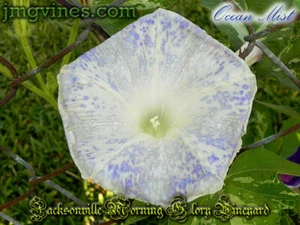 Ocean Mist Japanese Morning Glory 6 quantità - Foto 1 di 6