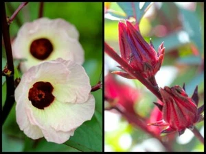 HIBISCUS SABDARIFFA - ROSELLE / RED SORREL / KARKADE', 20 Samen mit GESCHENK - Bild 1 von 3