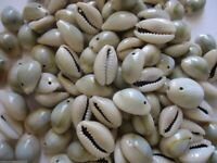 50 x Small Spiral Sea Shell Beads  Cowry Cowrie Craft 13-16mm Light Black(S047)