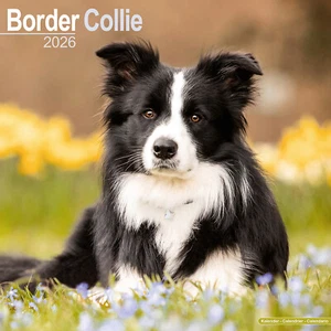 Border Collie 2026 Kalender | Hunderasse Geschenk Wand 15% RABATT MEHRFACHBESTELLUNGEN - Bild 1 von 8