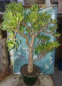XL Bonsai Trumpet Jade Crassula Gollum 36" Tall Great Style 35 Yr Old Beautiful - Picture 1 of 4