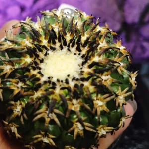 1 Pflanzen/20USD-----Discocactus/Ariocarpus/Astrophytum myriostigma/ - Bild 1 von 9