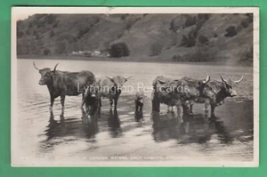 🌞HIGHLAND CATTLE, LOCH LUBNAIG, STRATHYRE: REAL PHOTO😊BUY 2 GET 1 FREE - Foto 1 di 2