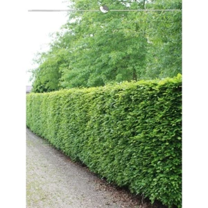 Rotbuche Fagus sylvatica 80-100 cm, Wurzelnackt. 350 Buchen. Winterharte Hecke - Bild 1 von 2