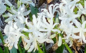 Autumn flowering White NERINE bulbs Guernsey lily - perennial gardens 3 for $25 - Picture 1 of 6