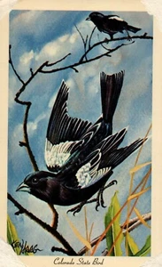 Lark Bunting 1966 Postcard Ornithology Colorado State Bird Ken Haag Black Birds - Picture 1 of 2