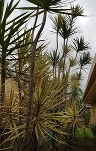 Dracaena Dragon Tree 12-20ft Full Mature Whole Tree Cuttings Tricolour & Green - Picture 1 of 5