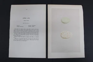 Birds, Nests, Eggs, F.O.Morris, 1875 - Picture 1 of 4