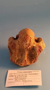 Fossiled Horse Vertebrae Around 40,000 Years Old, Pleistocene Era - Picture 1 of 10