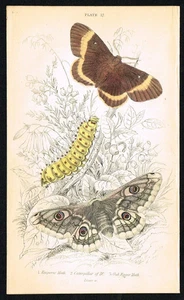 Polillas de huevo de roble y emperador grabado a mano 1836 - lagartijas - Imagen 1 de 7