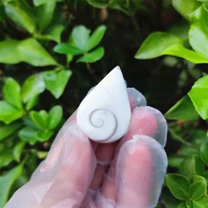 1 pieza Fósil Cáscara Natural del Sol Espécimen Fósil Cristal Amor Reiki Ojo de Shiva 3 - Imagen 1 de 12