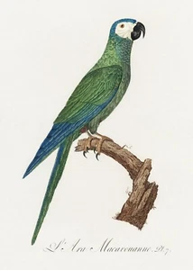 Plate No. 7 Red-Bellied Macaw History of Parrots by Francois Levaillant Repro - Picture 1 of 2