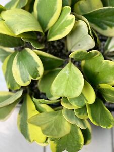 Hoya Kerrii Variegated import Plant 4-5 leaves
