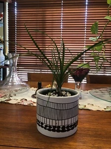Pony Tail Miska: A Bonsai In A Attractive Pot - Picture 1 of 4