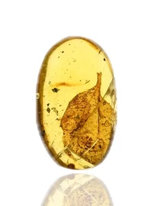 Hoja botánica rara, inclusión de insectos fósiles en ámbar birmano - Imagen 1 de 3